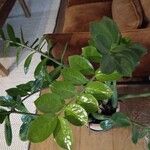 Zamioculcas zamiifolia Blatt