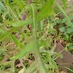 Lactuca canadensis Leaf