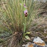 Ophrys scolopax Õis