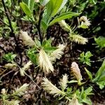 Salix glauca Flower