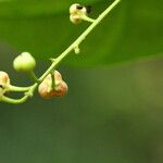 Grossera paniculata Fruit