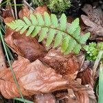 Dryopteris cristata List