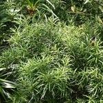 Podocarpus novae-caledoniae Hábito