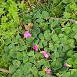 Oxalis purpurea Folha