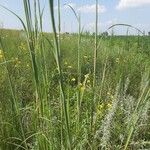 Andropogon gerardi Leaf