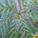 Berberis fortunei Leaf