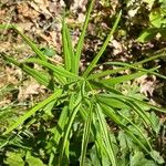 Polygonatum verticillatum List