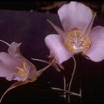 Calochortus macrocarpus Blomst