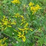 Senecio ovatus Flower