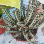 Euphorbia aeruginosa Bloem