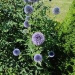 Echinops ritroЦвят