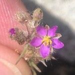 Spergularia purpurea Blüte