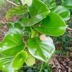 Nauclea latifolia Folio