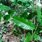 Mabea speciosa Hoja