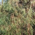 Plocama pendula Habit