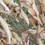 Carpinus orientalis Blad