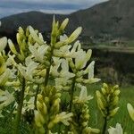 Astragalus hamosus Květ