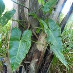 Philodendron giganteum Leaf