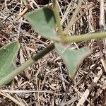 Commicarpus helenae Blad