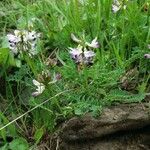 Astragalus alpinus Habit