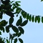 Garcinia mangostana Leht
