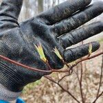 Cornus alternifolia Yaprak