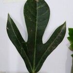 Jatropha integerrimaFuelha