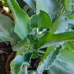 Kalanchoe laetivirens برگ