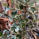 Ficus natalensis Fuelha