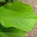 Ulmus davidiana Leaf