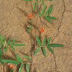 Indigofera senegalensis Diğer