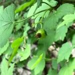 Ribes cynosbati Fruit