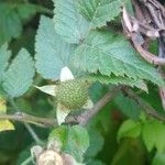 Rubus rosifolius Leaf