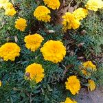 Tagetes tenuifolia Квітка