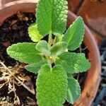 Stachys maritima Leaf