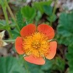 Geum coccineum Kvet