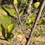 Flueggea tinctoria Leaf