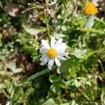 Anthemis cotula പുഷ്പം