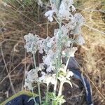 Nepeta nepetella 花