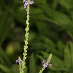 Verbena lasiostachys Flower