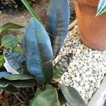 Elaphoglossum metallicum ഇല