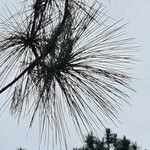 Pinus caribaea Hoja