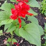 Salvia splendens ᱛᱟᱦᱮᱸ