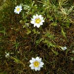 Gentiana sedifolia Hábito