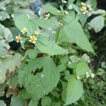 Galinsoga quadriradiata Fuelha