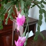 Schlumbergera bridgesii Flor