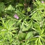 Geranium dissectum List