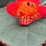 Kohleria hirsuta Blomst