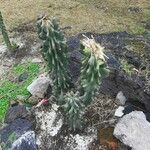 Cereus hildmannianus Habit