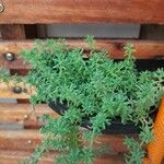 Sedum japonicum Hoja